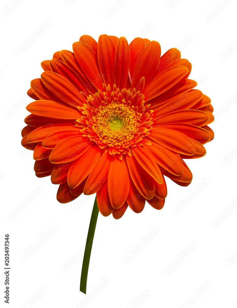 orange gerbera isolated on white background