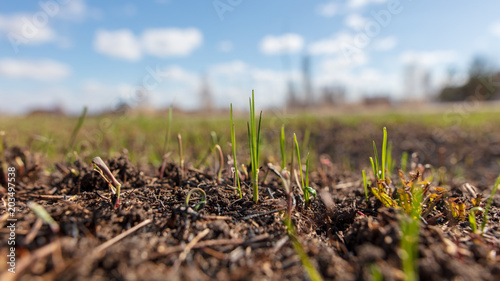 Green grass in the ground against a blue sky