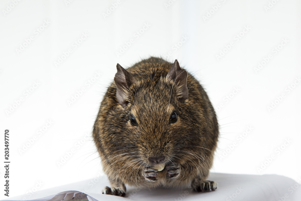 Fototapeta premium rodent degu eats the nut on white background