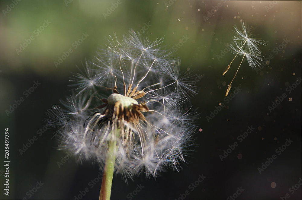 dandelions. wildflowers. white dandelions.