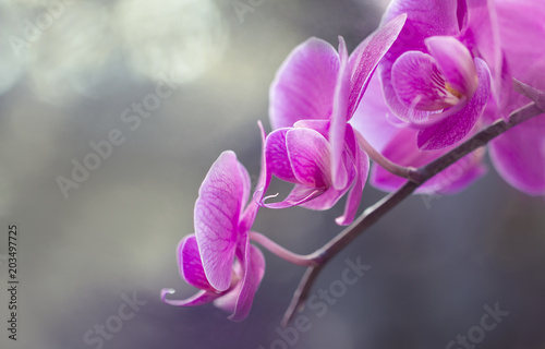 Fototapeta Naklejka Na Ścianę i Meble -  Blumen - Pink Rosa Orchideen (Orchidaceae)