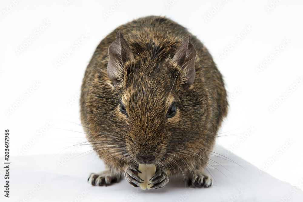 rodent degu eats the nut on white background rodent degu eats the nut on white background