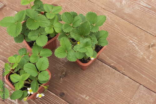 Strawberry seedlings on a wooden background photo