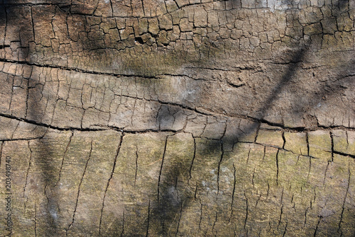 Old brown cracked shabby tree trunk background texture, close up detail