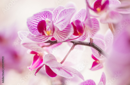 Fototapeta Naklejka Na Ścianę i Meble -  Blumen - Pink Rosa Orchideen (Orchidaceae)