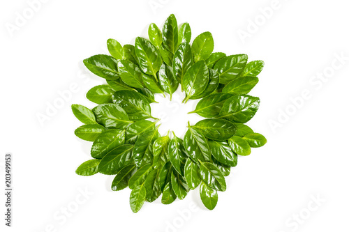 A circle of fresh green leaves of the Beresket plant. Isolated on white background..