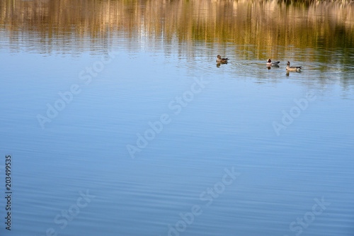 池を泳ぐ三匹の鴨 © Ken Ishi