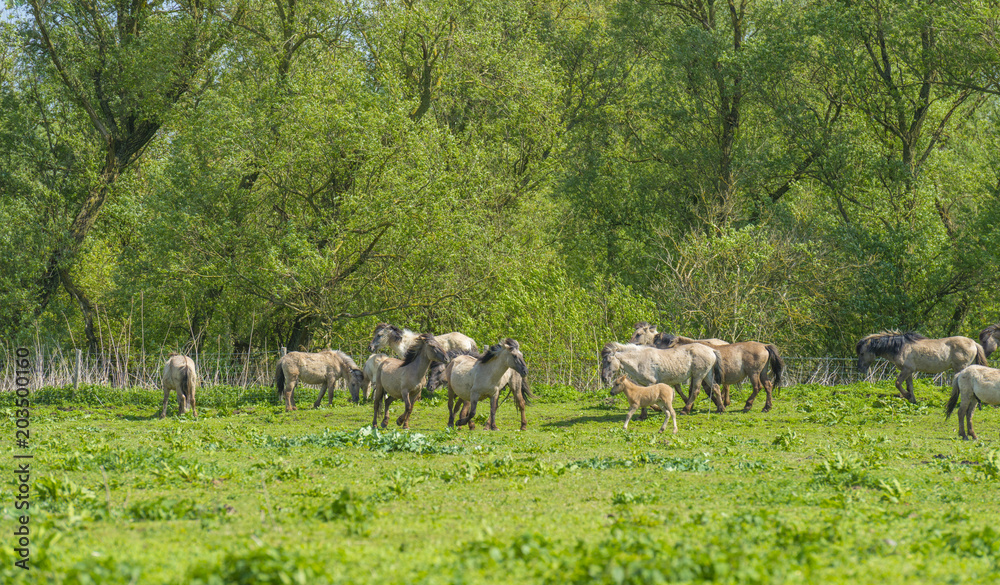 Obraz premium Feral horses in a field in sunlight in spring 