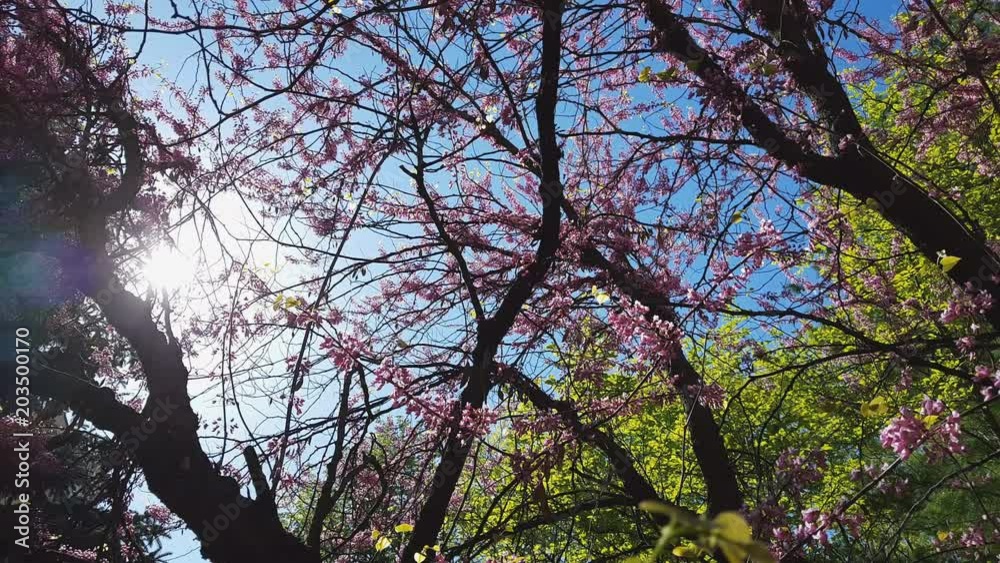 Closeup of pink flower clusters of an Eastern Redbud tree in full bloom. Judas tree or Cercis siliquastrum in spring. Light breeze, sunny day, dynamic scene, 4k video. Closeup of pink flower clusters of an Eastern Redbud tree in full bloom. Judas tree or Cercis siliquastrum in spring. Light breeze, sunny day, dynamic scene, 4k video.