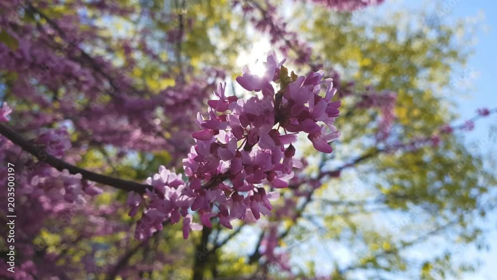 Closeup of pink flower clusters of an Eastern Redbud tree in full bloom. Judas tree or Cercis siliquastrum in spring. Light breeze, sunny day, dynamic scene, 4k video.
