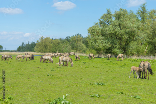 Feral horses in a field in sunlight in spring 