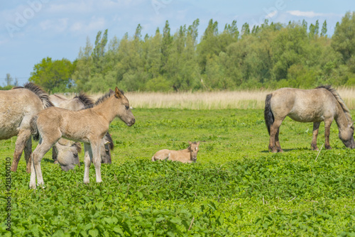 Feral horses in a field in sunlight in spring
