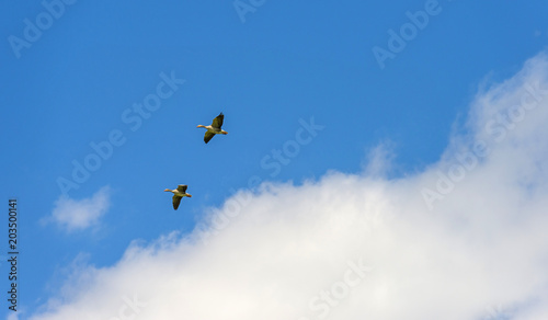 Geese flying in a blue cloudy sky in sunlight in spring
