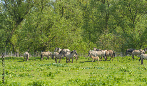 Feral horses in a field in sunlight in spring
