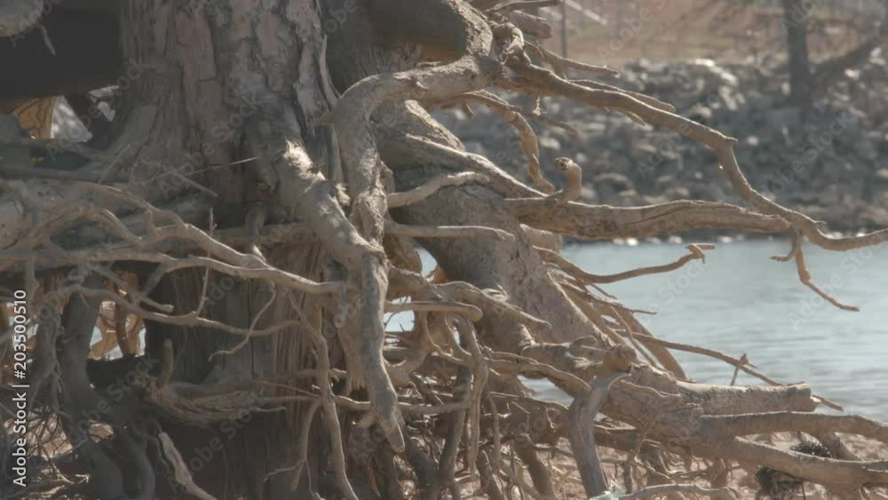 low water levels at a lake expose roots of trees low water levels at a lake expose roots of trees