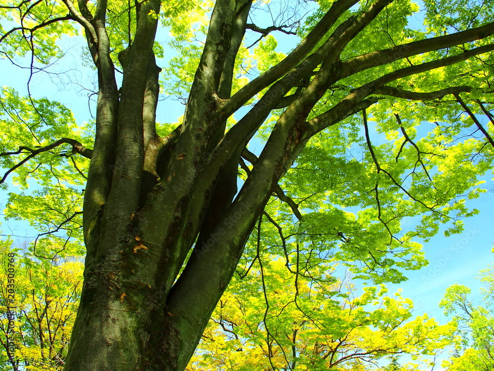 Obraz premium 新緑の欅