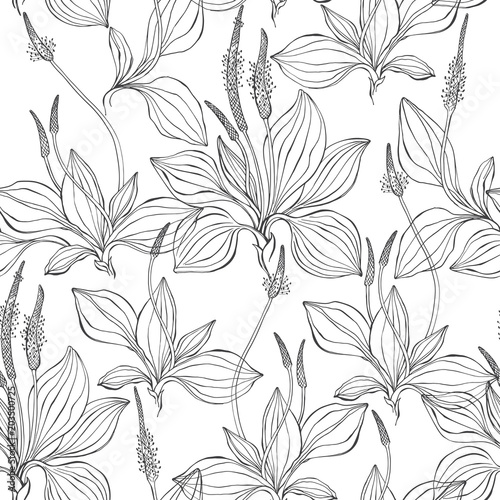 Seamless pattern with plantain. Black and white vector illustration. Outline drawing on a white background.
