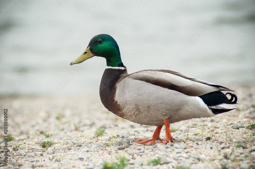 portrait of one duck walking on the pebbles beach portrait of one duck walking on the pebbles beach