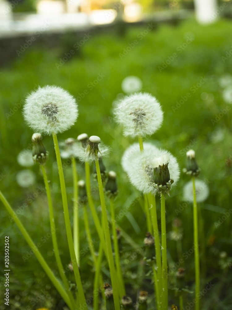 A Dandelion blowing seeds in the wind A Dandelion blowing seeds in the wind
