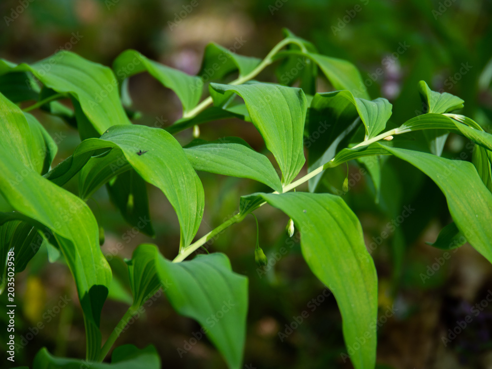 Polygonatum odoratum variegatum fragrant solomon's seal in the summer garden.Green natural background.