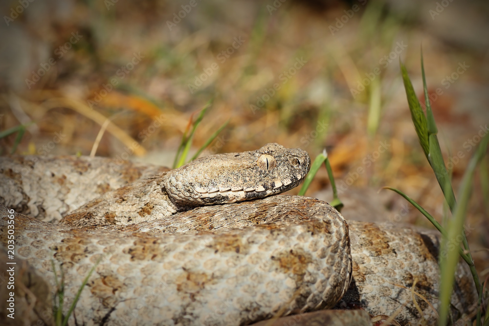 Naklejka premium Macrovipera lebetina schweizeri portrait