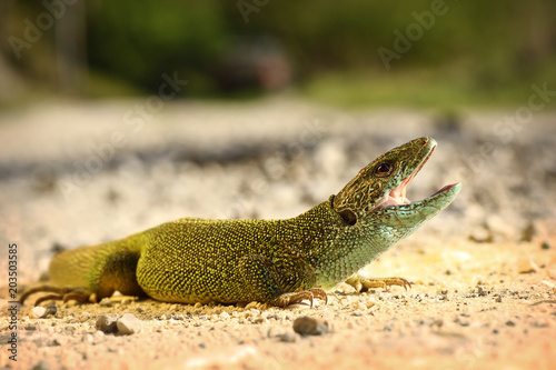 male green lizard ready to attack