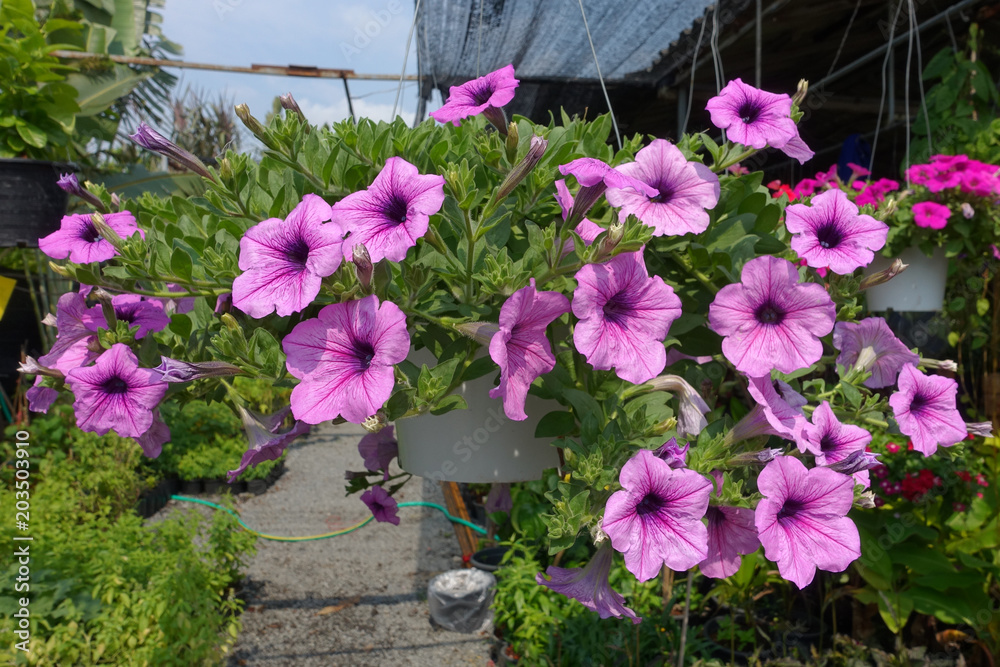 Fototapeta premium Petunia flowers in garden