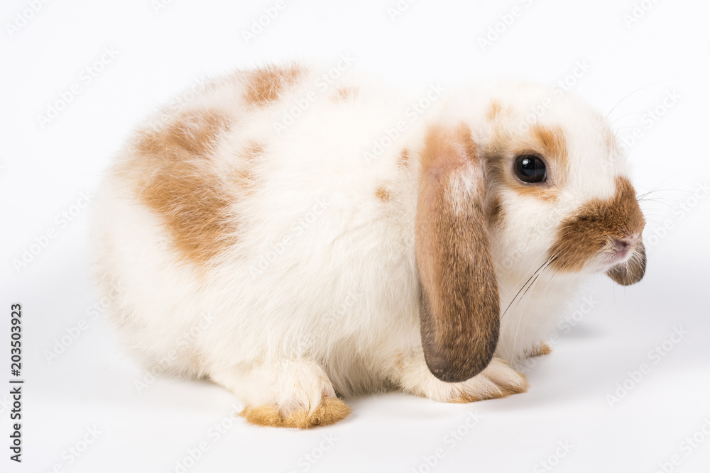 rabbit