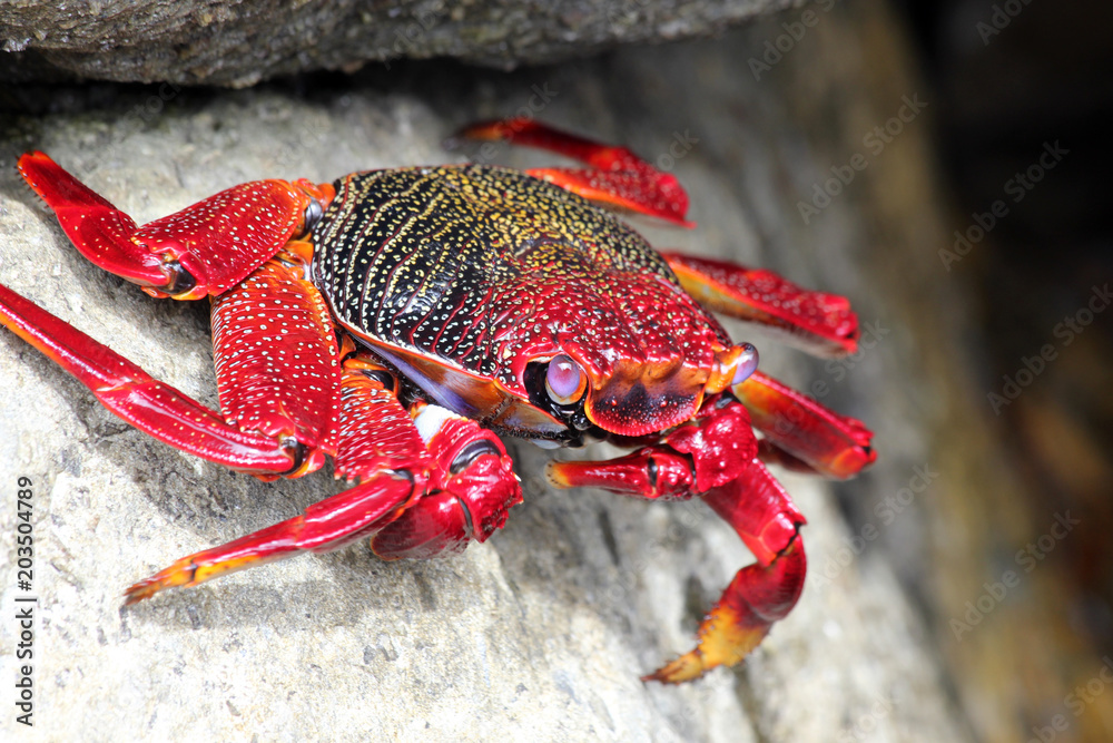 TIERE_3751_rote_Klippenkrabbe TIERE_3751_rote_Klippenkrabbe