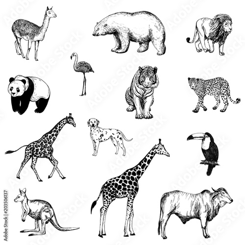 Set of hand drawn sketch style animals and birds isolated on white background. Vector illustration.