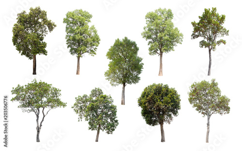 Isolated Trees on white background, Collection of trees. © Ken