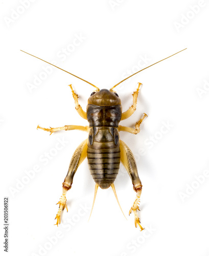 Image of cricket on white background., Insects. Animals