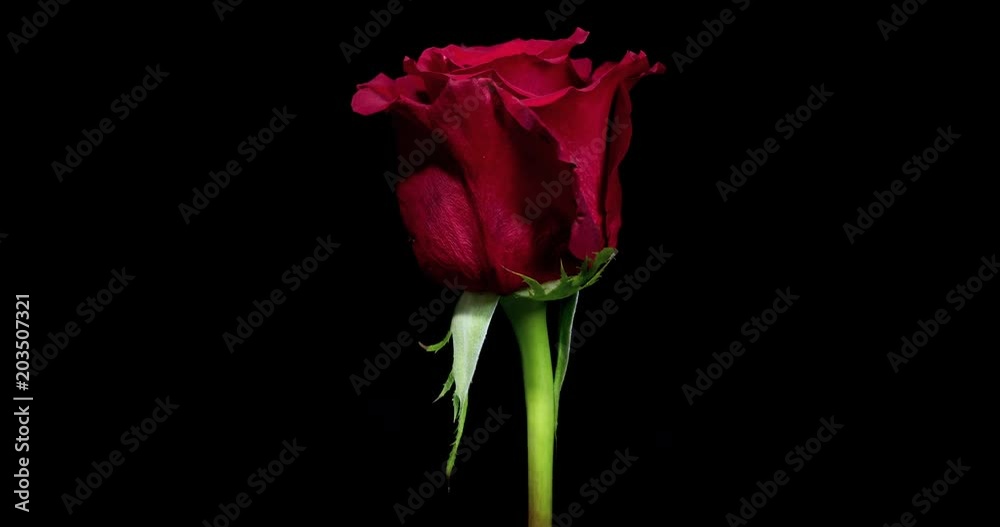 Time-lapse of dying red rose isolated on black background Time-lapse of dying red rose isolated on black background