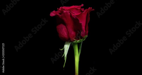 Time-lapse of dying red rose isolated on black background