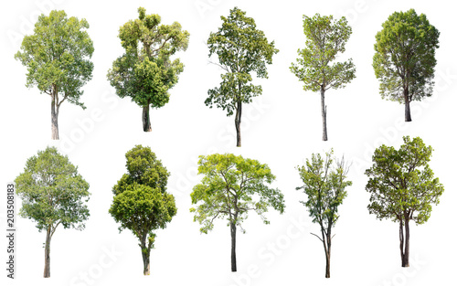 Isolated Trees on white background, Collection of trees.