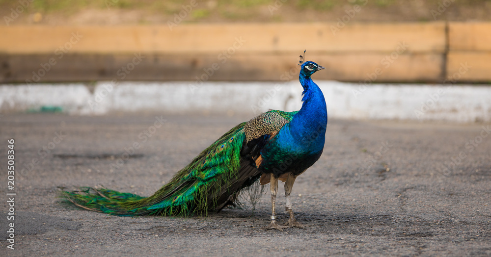 Obraz premium beautiful peacock in the zoo