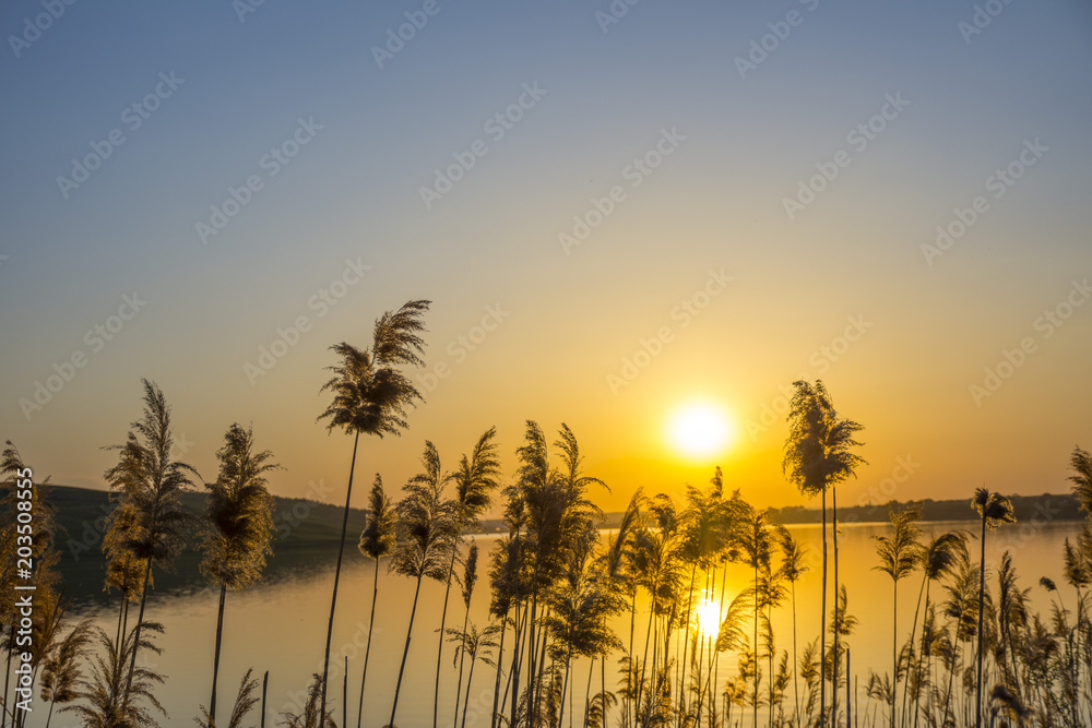 Beautiful reed view at sunset at the lake Beautiful reed view at sunset at the lake