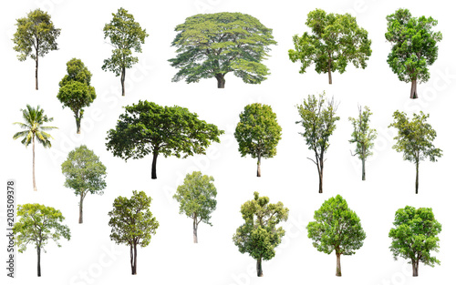 Isolated Trees on white background, Collection of trees.