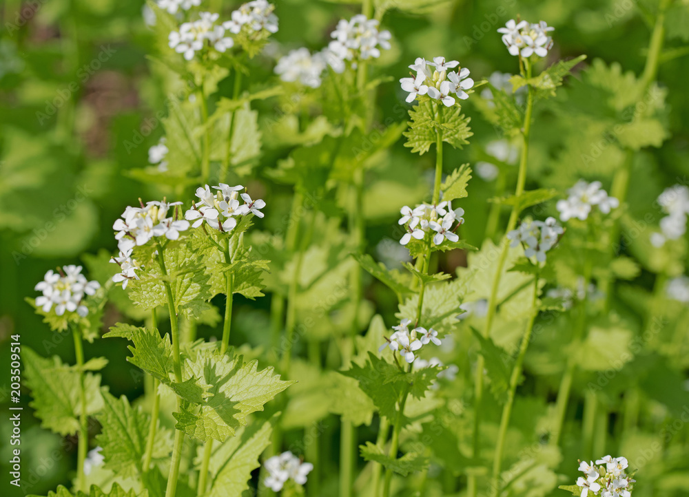 Knoblauchsrauke, Alliaria petiolata Knoblauchsrauke, Alliaria petiolata