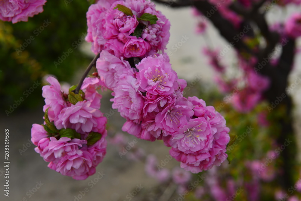 Fototapeta premium The cherry blossom in the park