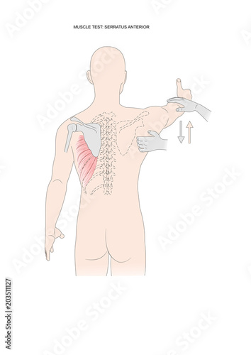 muscle testing: serratus anterior. Test used in kinesiology, neurology, physical therapy photo