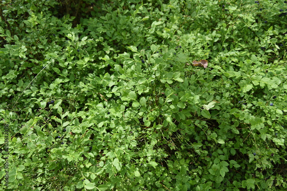 Heidelbeerkraut im Eggesiner Kiefernwald Heidelbeerkraut im Eggesiner Kiefernwald