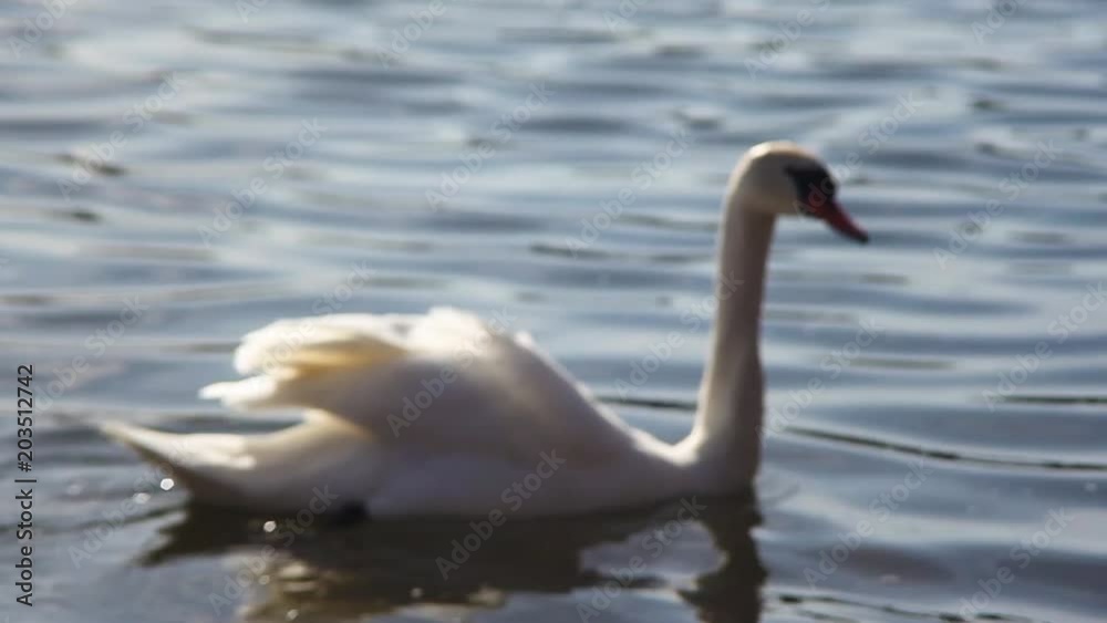 A swan swimming and cleaning itself in a lake. A swan swimming and cleaning itself in a lake.