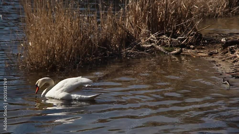 A swan swimming and cleaning itself in a lake. A swan swimming and cleaning itself in a lake.