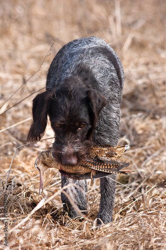 hunting dog with woodcock