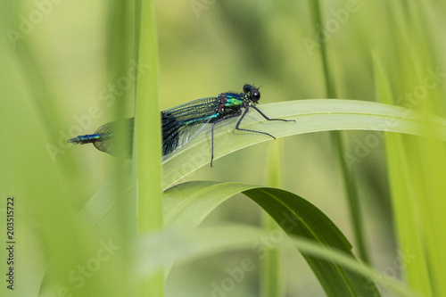 Dragonfly on stem in long grass