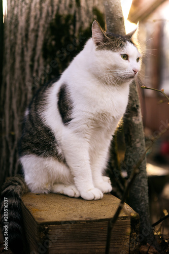 tom country male cat enjoy first spring sun ray close up photo on garden background photo