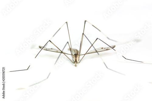Macro of mosquito on white background