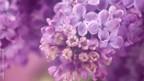Lilac. Blooming lilac closeup over violet background. Spring scene. Opening flowers time lapse. 4K UHD video 3840X2160