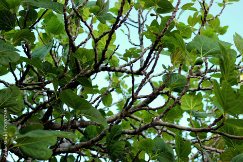 Fig tree branches, leaves, green fruits